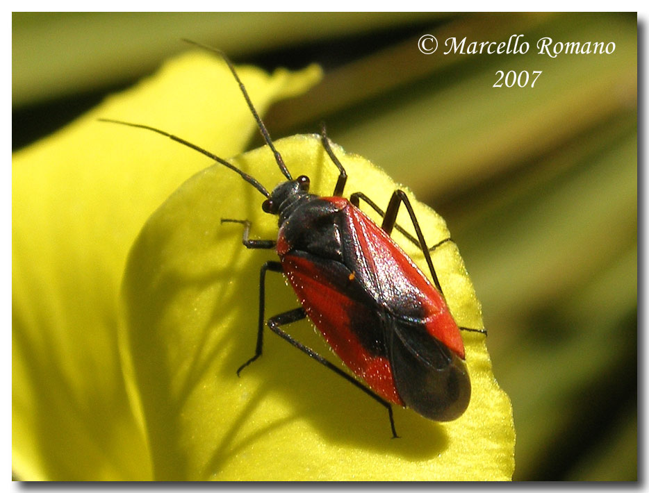 Album di eterotteri fotografati in Sicilia nel 2007